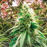 Inscripción a la Diplomatura en Industria y Cultivo de Cannabis Sativa L.